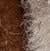 WALNUT CARAMEL Swatch