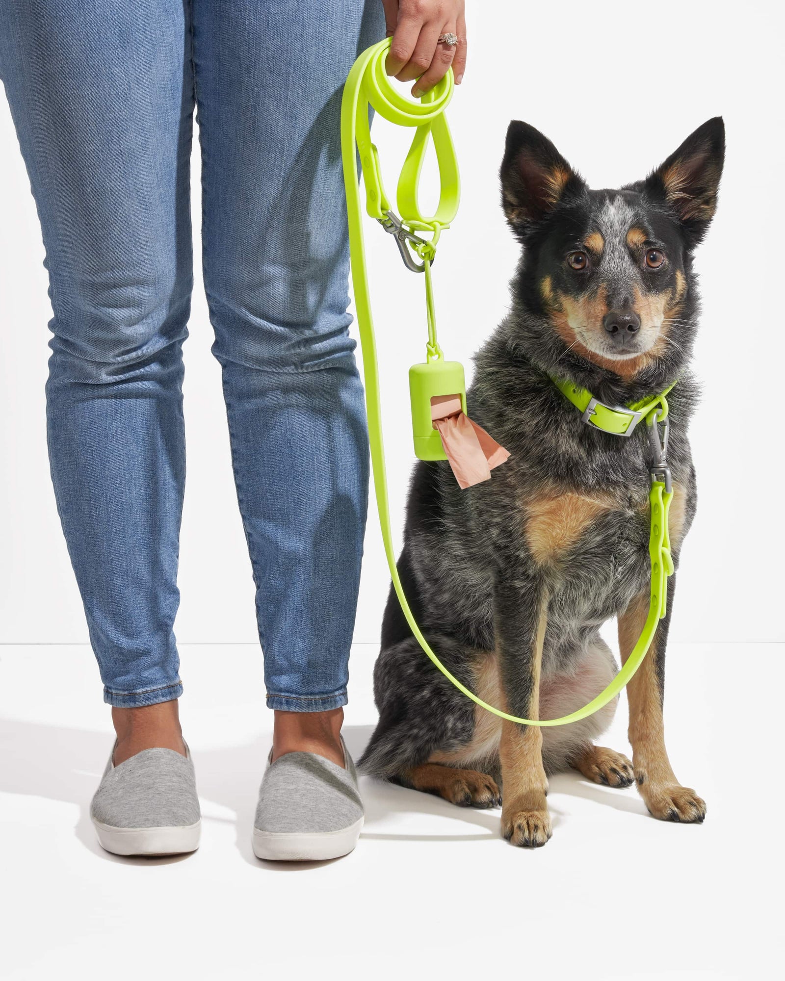 Limeade | WiFi, Heeler Chihuahua Mix, Wearing Medium