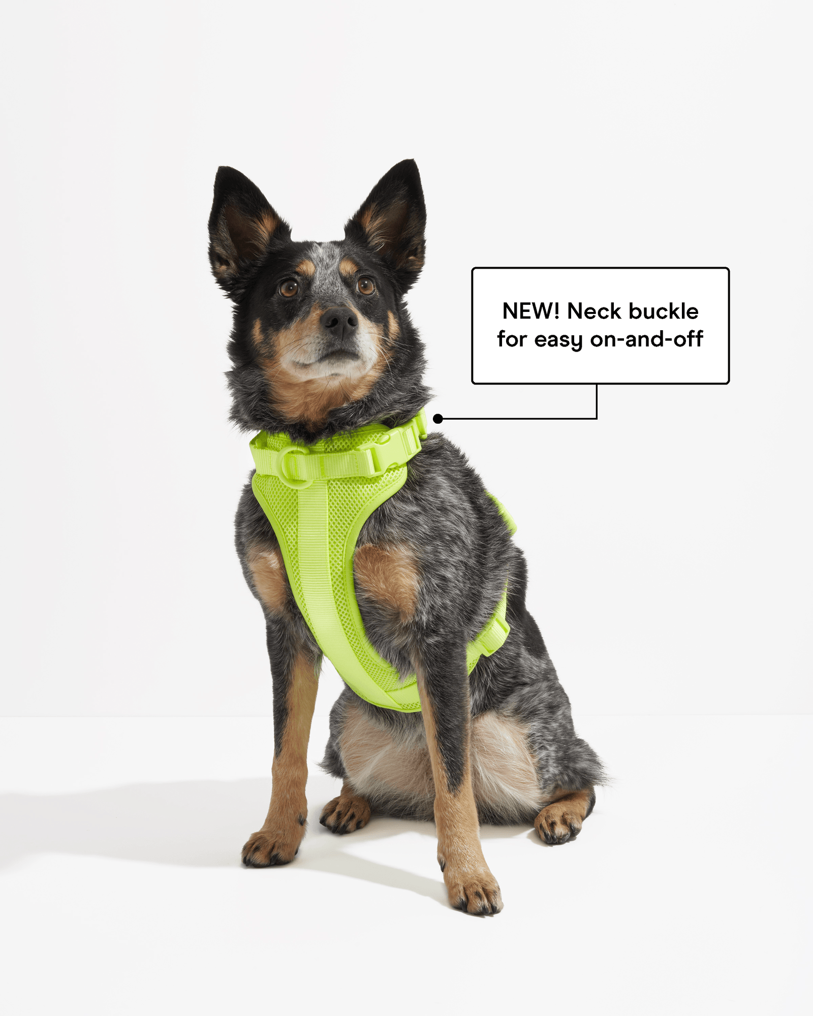 Limeade | WiFi, Heeler Chihuahua Mix, Wearing Medium