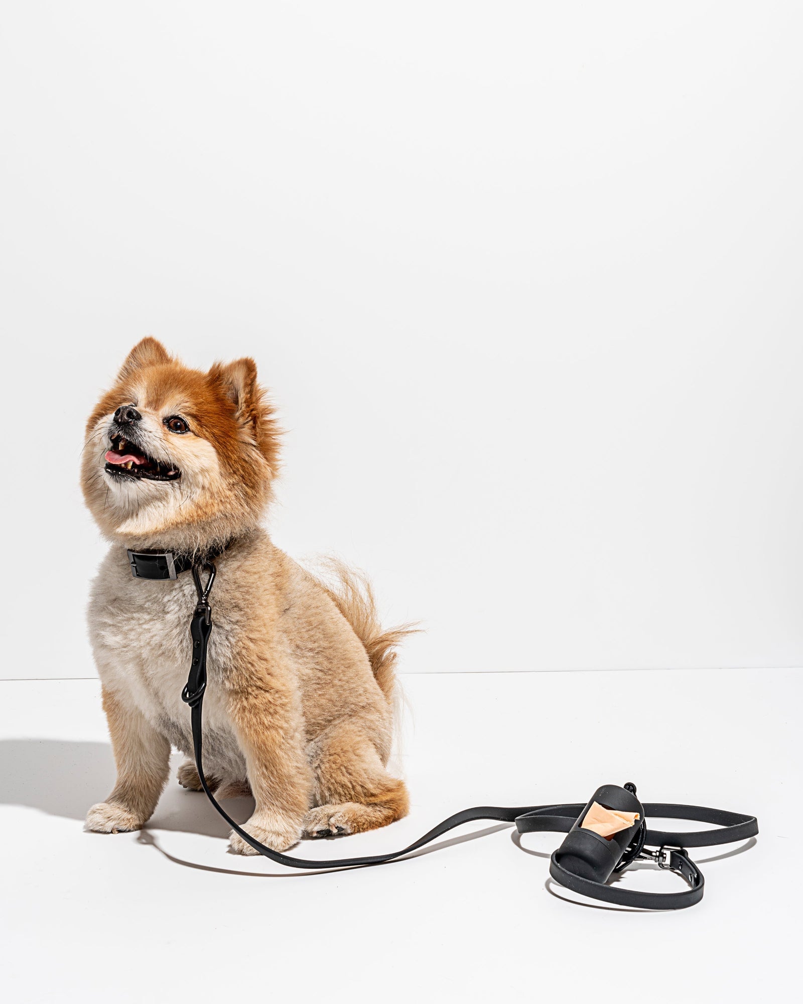 Black | Bucky, Pomeranian, 13 lbs, Wearing SmallBlack | Bucky, Pomeranian, 13 lbs, Wearing Small